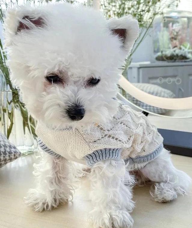 Casual Blue V Neck Little Dog Bow Knit Sweater Spring main image 0