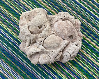 Fossilized Clam Cluster