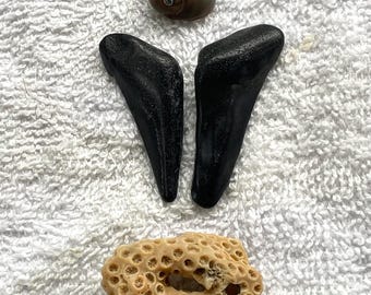 Shark Teeth Lot 3 w/bonus shark eye shell & coral