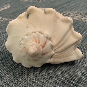 May include: A large, white seashell with a spiral pattern and a pink and orange center. The shell has a smooth, textured surface.