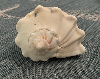Large Cream Knobbed Whelk 2