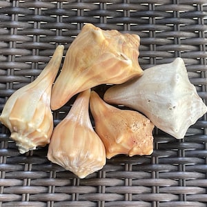 May include: Five seashells of different shapes and sizes, with a mix of cream, light brown, and tan colors. The shells are arranged on a woven wicker surface.