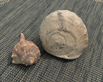 Medium Queen's Helmet Shell & Lightning Whelk