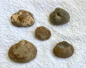 Fossilized Clam Lot 2
