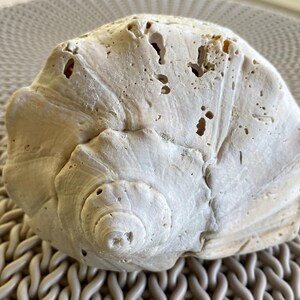 May include: A large, white seashell with a rough, textured surface and a spiral pattern in the center. The shell has many small holes and indentations.