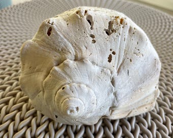 Large Knobbed Whelk (broken)