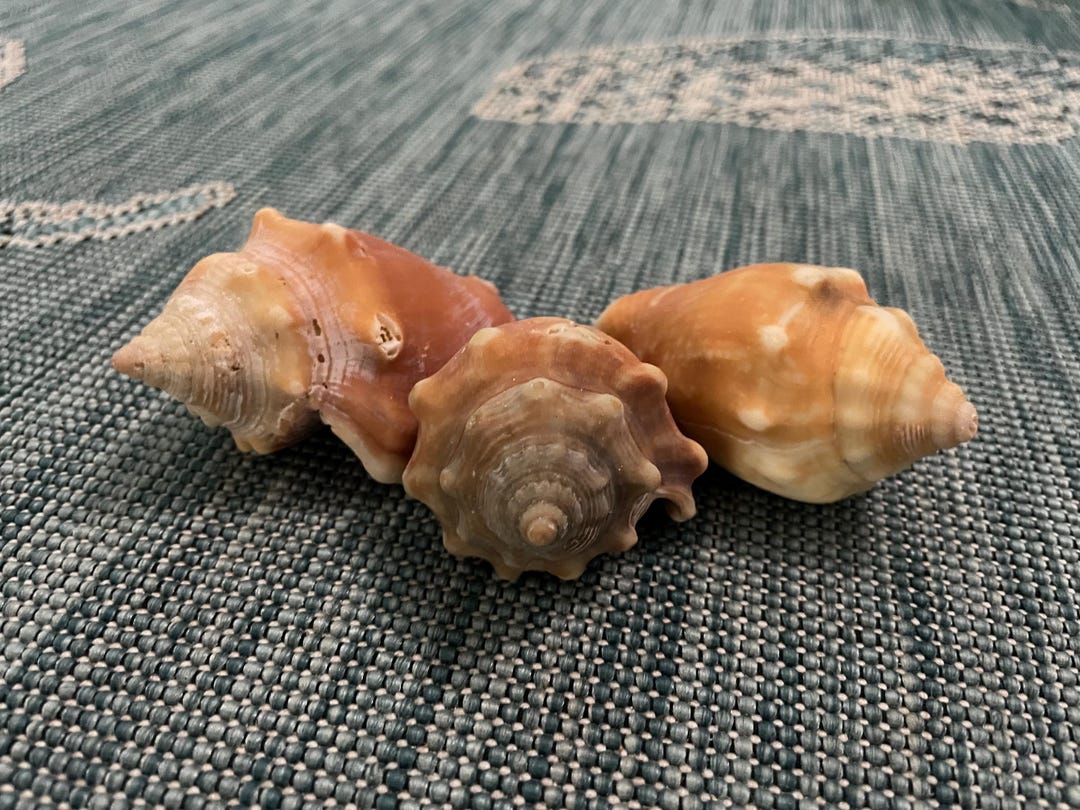Three Florida Fighting Conchs - Etsy