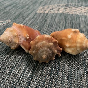 May include: Three seashells of different shapes and sizes. The shells are a light brown color with a smooth, glossy finish.