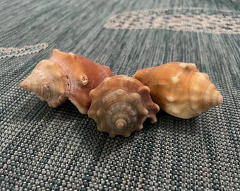 Three Florida Fighting Conchs