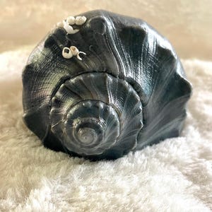 May include: A large, black seashell with a spiral pattern and white accents. The shell has a glossy finish and is resting on a white, fuzzy surface.