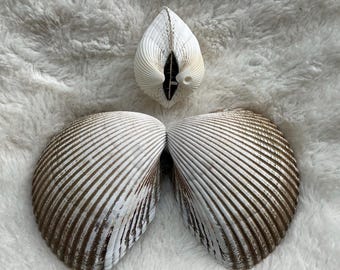 Whole Cockle and Whole Ark Shells
