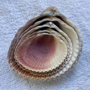 May include: A set of five nested seashells, ranging in size from small to large. The shells are a pale pink color with a white interior and have a scalloped edge.