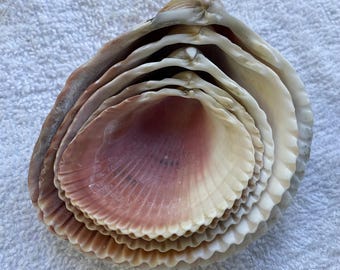 Cockle Shells -a nesting set of 5