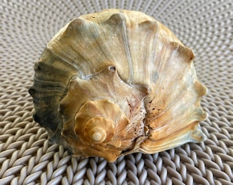Large Knobbed Whelk (broken)