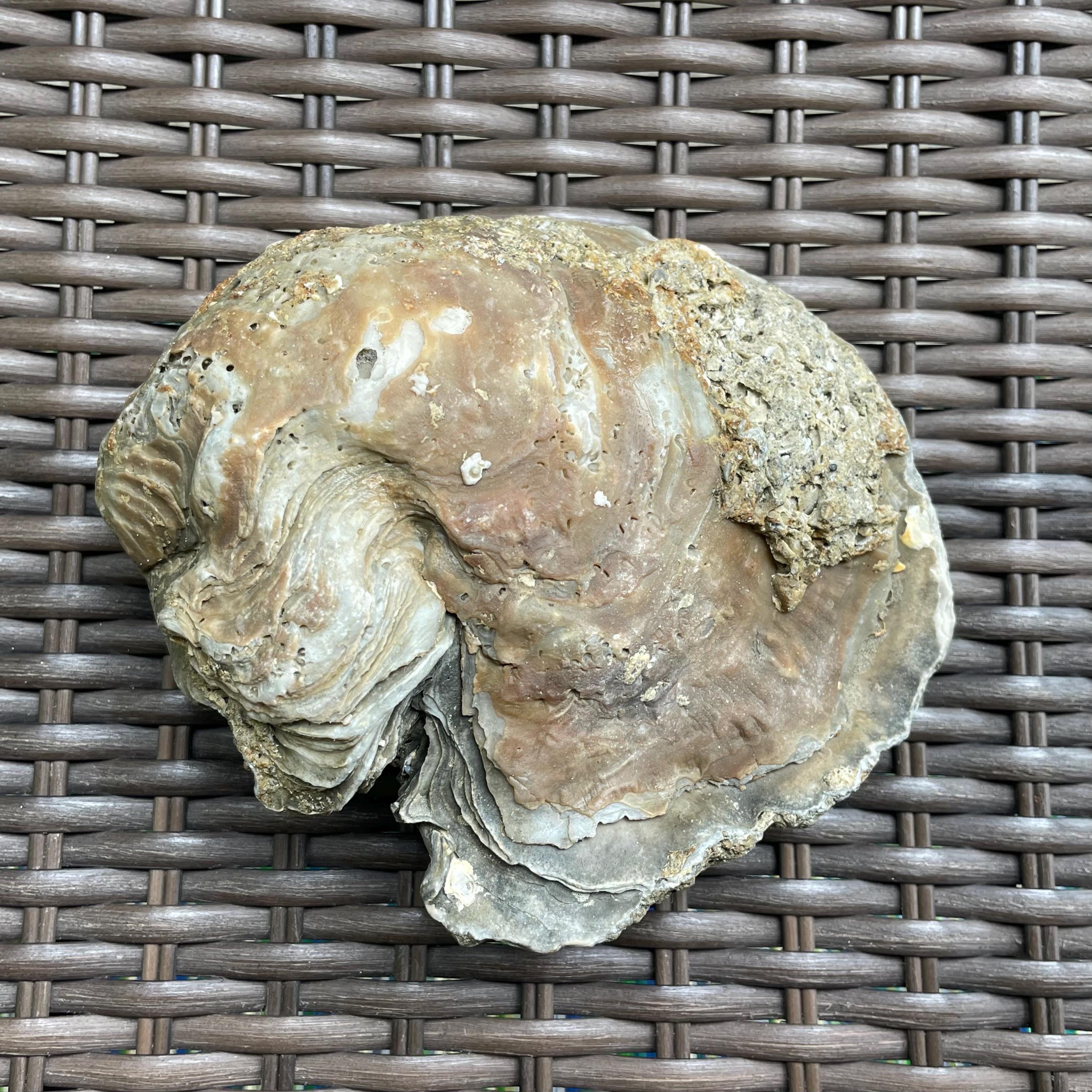 Crassostrea Gigantissima, Giant Fossilized Oyster - Etsy