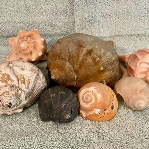 May include: A collection of seven seashells in various shapes, sizes, and colors. The shells include a large brown shell, a small black shell, a pink shell, and several white shells.