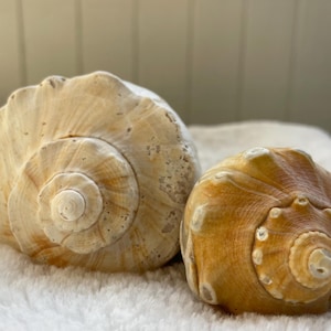 May include: Two seashells, one with a light brown color and the other with a darker brown color, are placed on a white fluffy surface. Both shells have a spiral pattern.