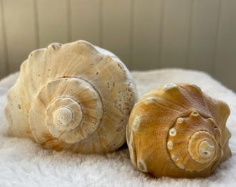 Medium Lightning Whelk & Small Knobbed Whelk