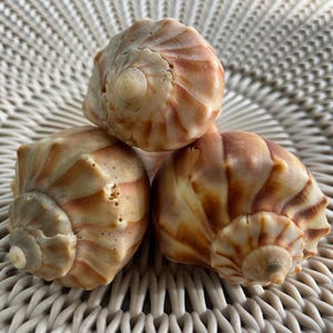 May include: Three brown and white seashells with a spiral pattern. The shells are arranged in a triangular shape.