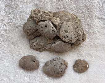 Fossilized Clam Cluster with Singles