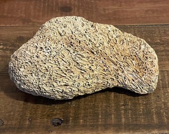 Fossilized Tube Worm Colony - Atlantic Ocean Lot 2