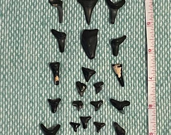 Shark Teeth Lot 2