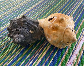 Murex Shell and Whelk (broken)