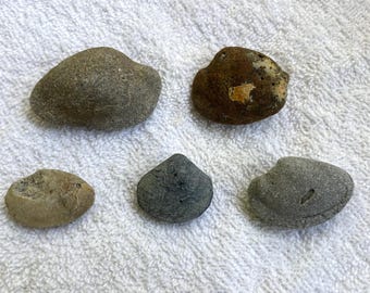 Fossilized Clam Lot 1