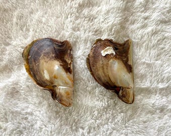 Brown Lip Oyster Shells (2 sets, 4 pcs)  Mother of Pearl Seashells