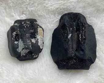 Fossils- Unidentified Marine Mammal Vertebrae