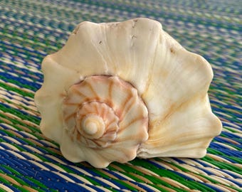 Large Cream Knobbed Whelk
