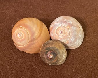 Three Moonsnails