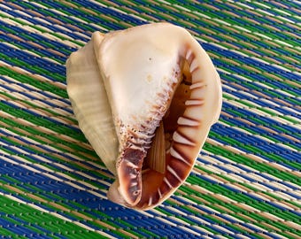 Large Helmet Shell  (broken)