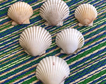 Scallop Shells Lot 3