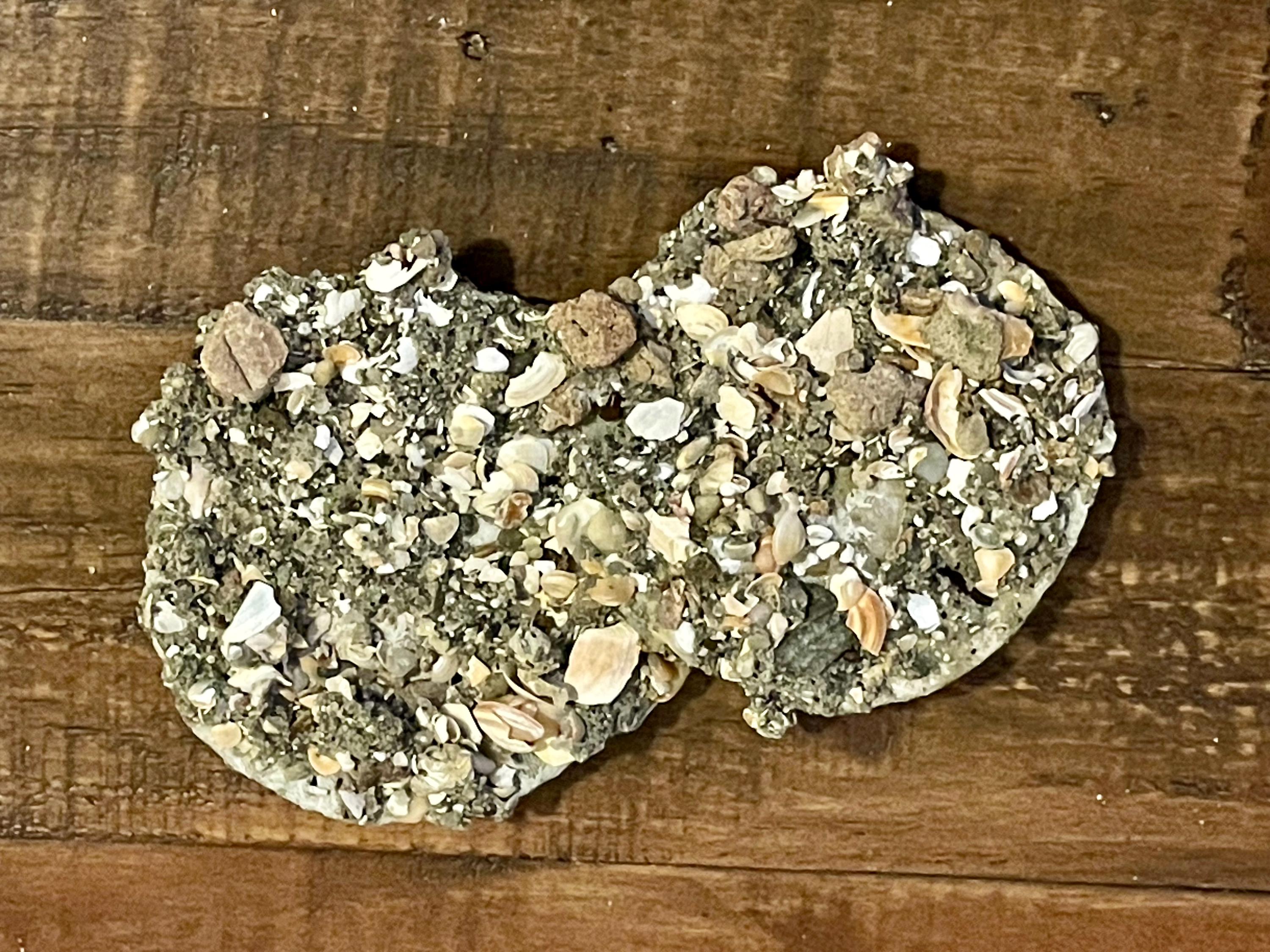 RARE!! Conjoined Sand Dollars by Sediment