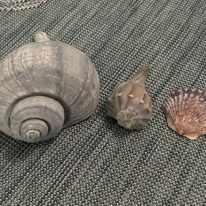 May include: Three seashells on a gray textured surface. The largest shell is gray and has a spiral pattern. The middle shell is brown and has a pointed shape. The smallest shell is pink and has a fan-like shape.