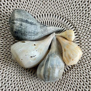 May include: Five seashells of different shapes and colors. The shells are arranged in a circle on a woven surface. The shells are all natural and have a variety of textures.