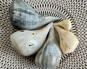 Fig Shells (set of 5)