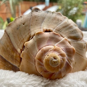 Extra Large Lightning Whelk (broken)