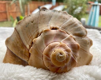 Extra Large Lightning Whelk (broken)