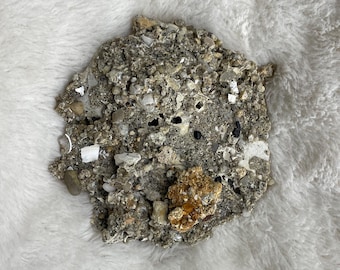 RARE!! One Sand Dollar in Sediment