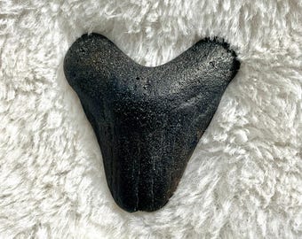 Shark Tooth (Worn Meg)