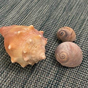 Florida Fighting Conch & Moonsnails