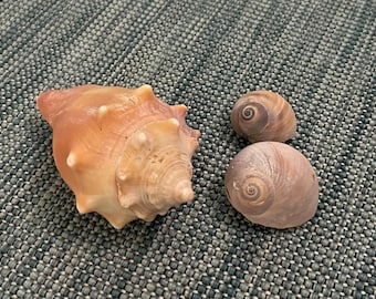 Florida Fighting Conch & Moonsnails