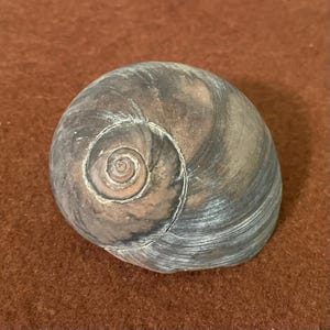 May include: A brown and gray seashell with a spiral pattern. The shell has a smooth, glossy finish.
