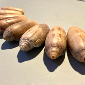 May include: A collection of eight smooth, light brown seashells arranged in a semi-circle on a white surface.