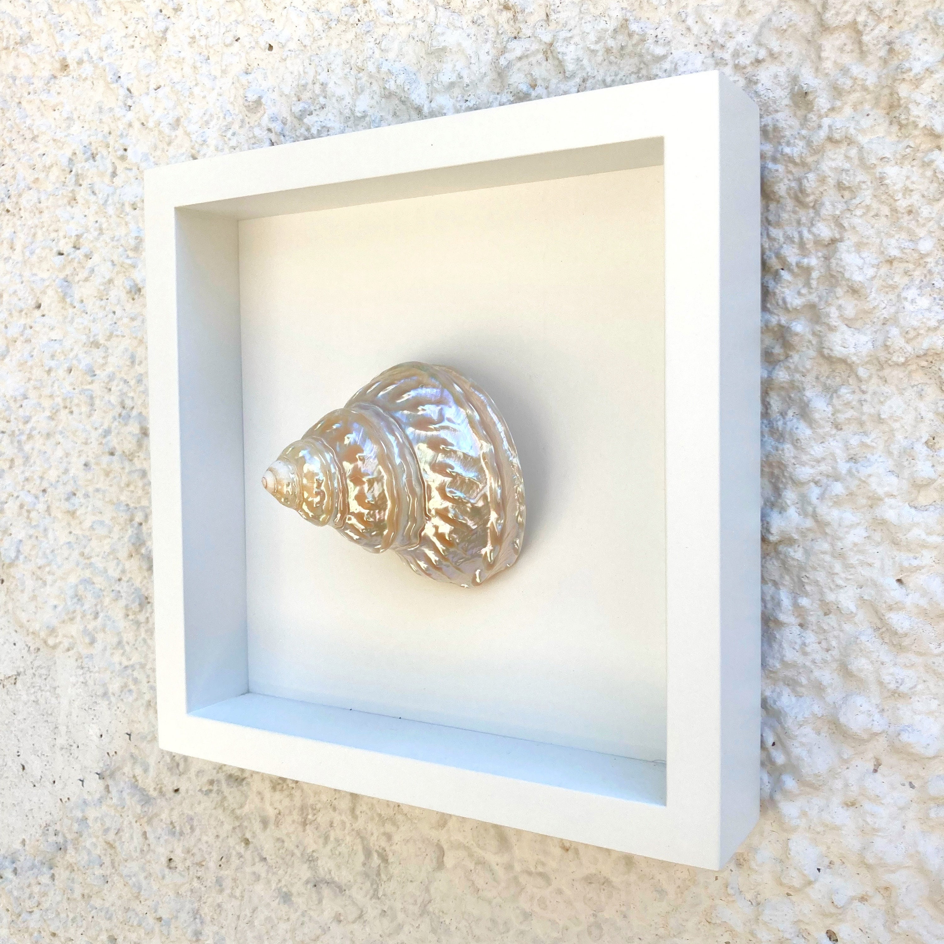 Undossa Shell Seashell Mother of Pearl Undosa Wall Decor - Etsy