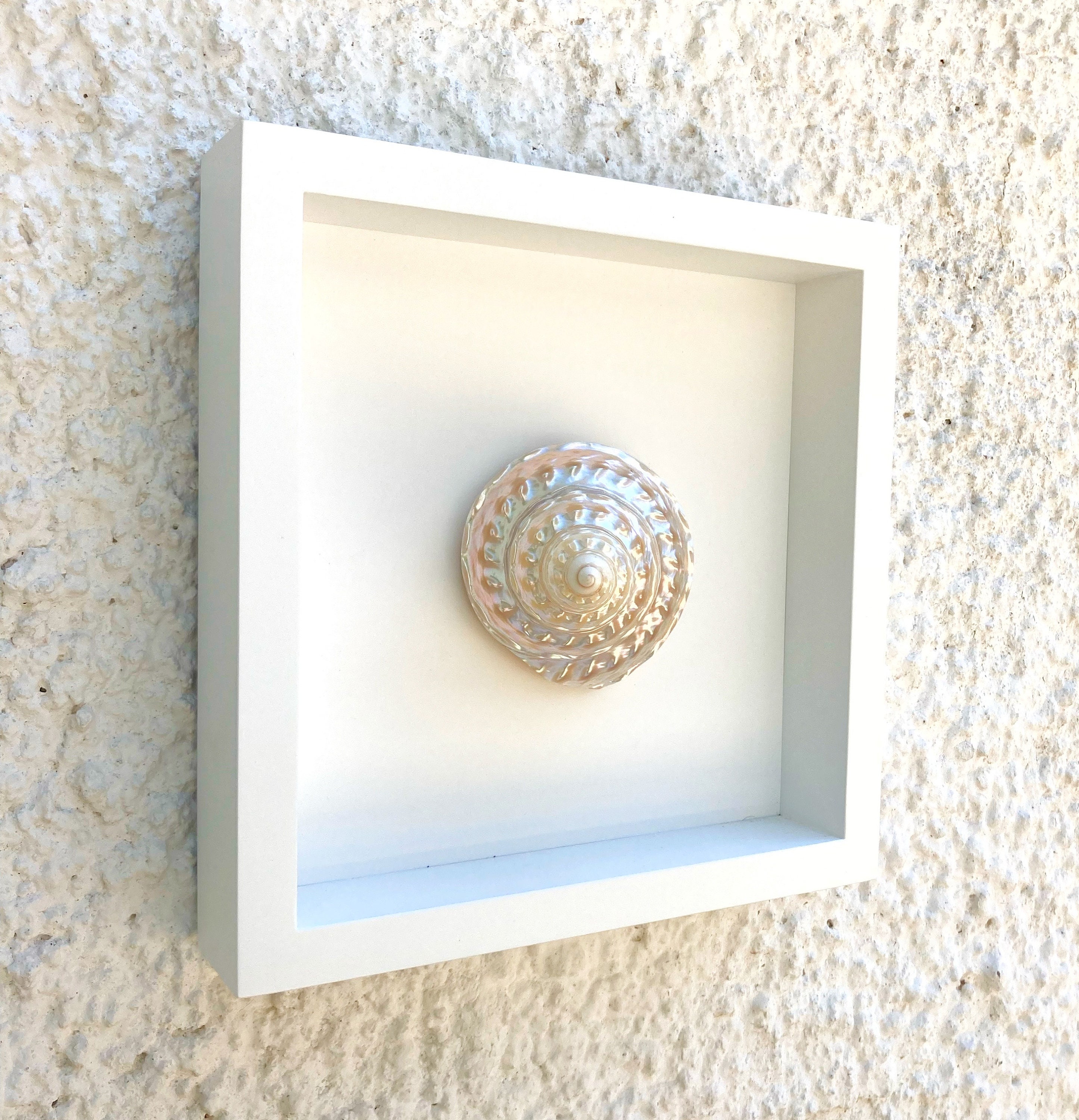 Undossa Shell Seashell Mother of Pearl Undosa Wall Decor - Etsy