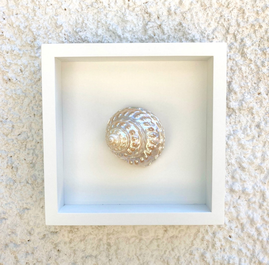 Undossa Shell Seashell Mother of Pearl Undosa Wall Decor - Etsy