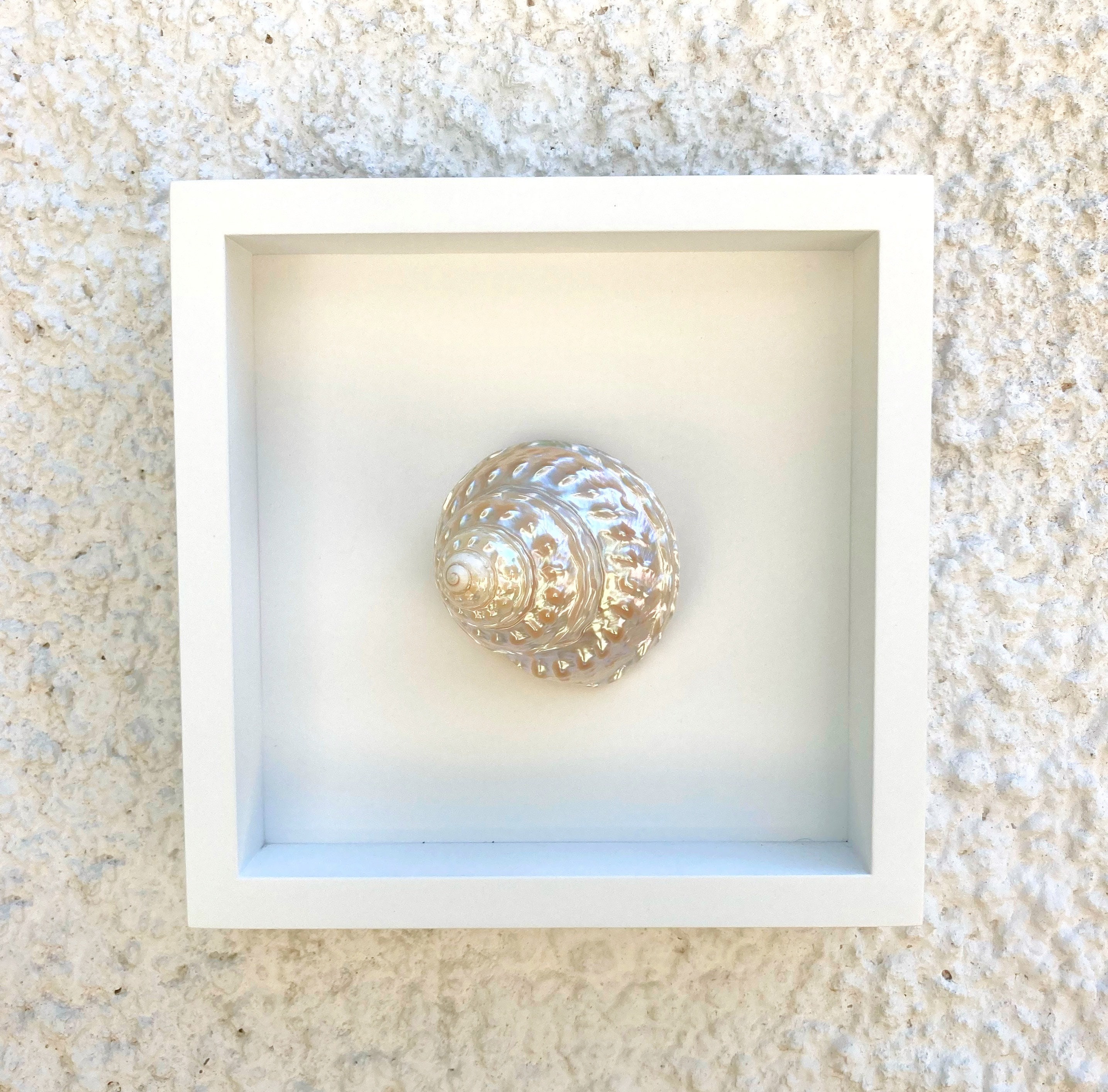 Undossa Shell Seashell Mother of Pearl Undosa Wall Decor - Etsy